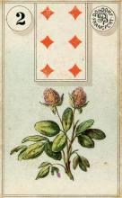 Clover